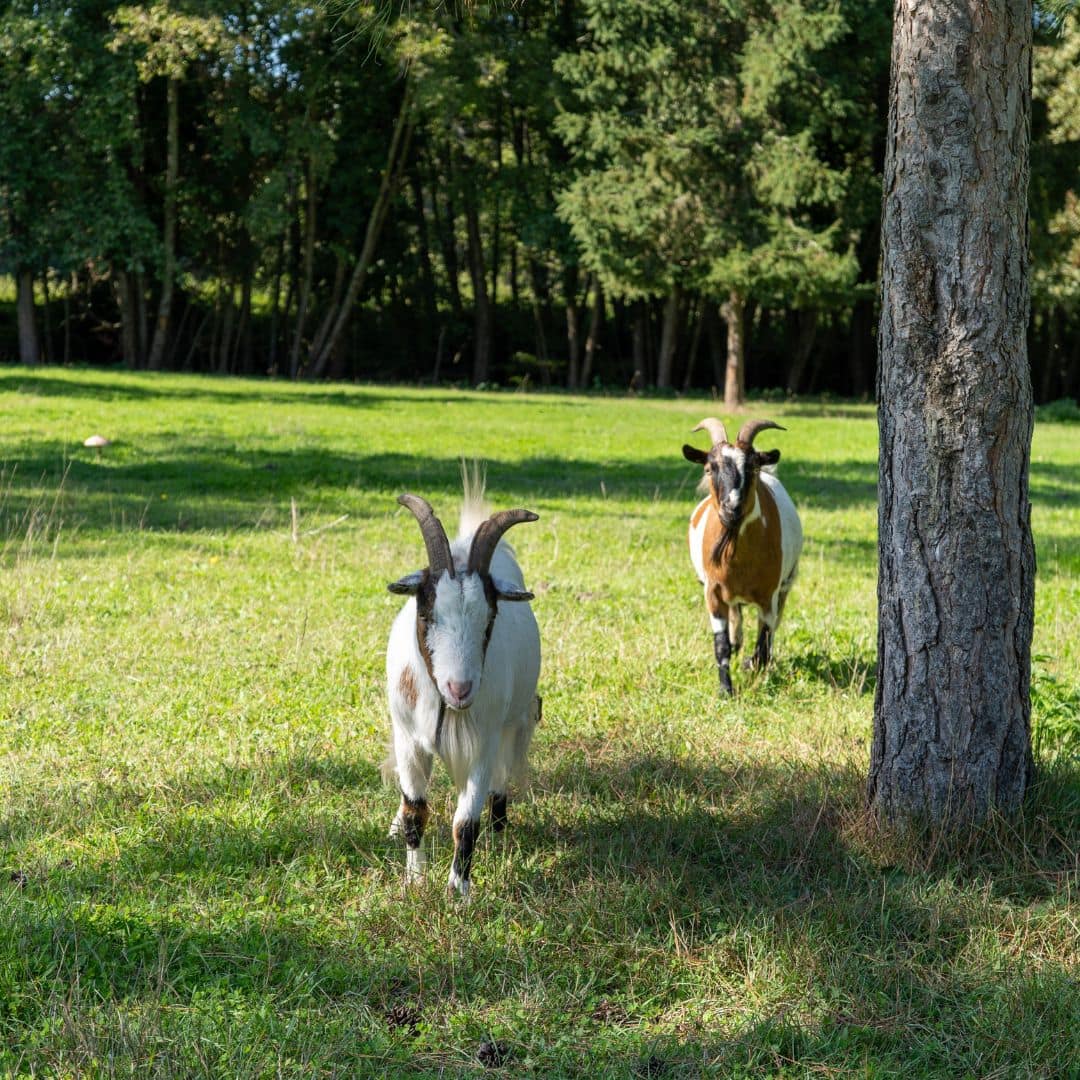 Domaine des Terres Sauvages